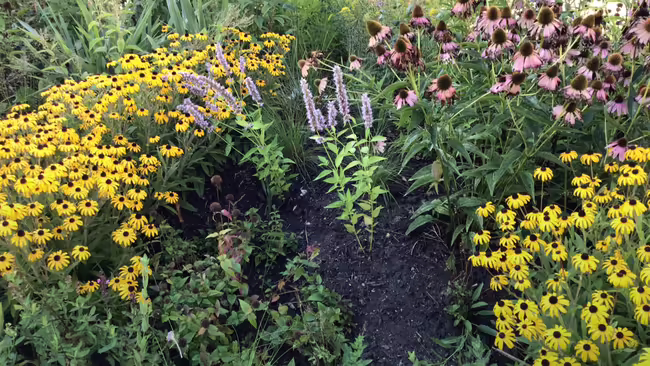 A pollinator garden featuring clusters of yellow Black-eyed Susans, purple coneflowers, and tall lavender hyssop spikes.