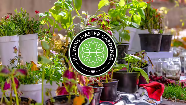 A variety of plants in plastic containers being displayed outside. Illinois Master Gardener logo in middle of image.