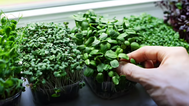 A hand reaching into a container of microgreens growing on a windowsill.
