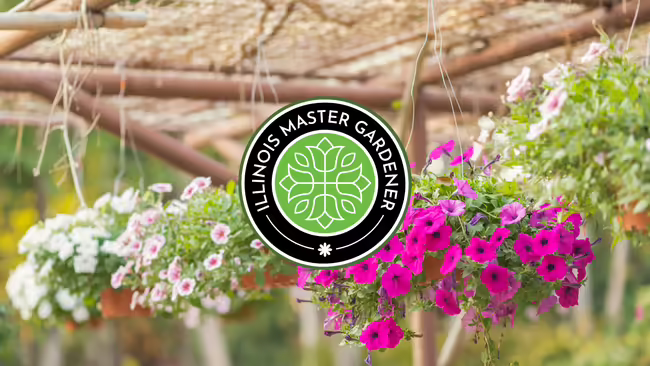 Pink and white hanging flower baskets on display. Illinois Master Gardener logo in middle.