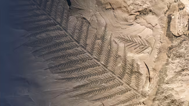 fossil fern