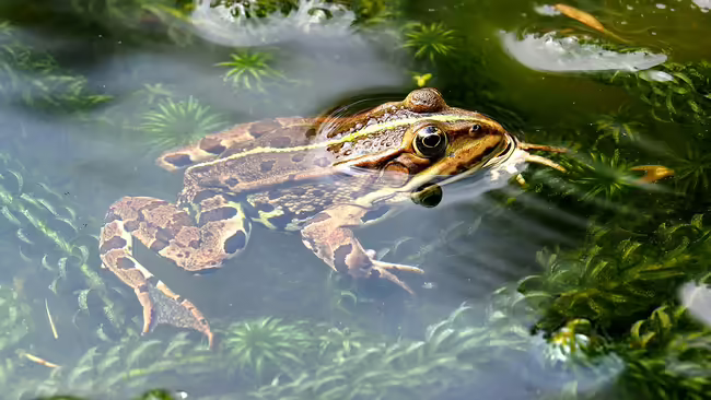 frog in water