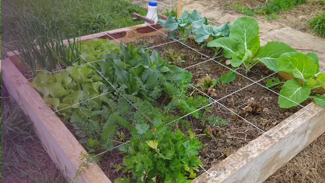 raised bed garden
