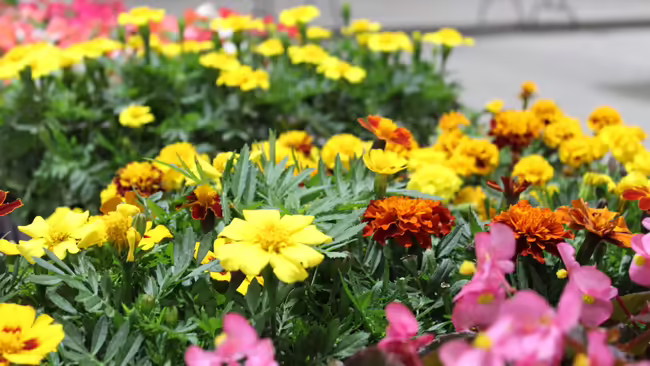 Close-up of tops of mixed marigold flowers