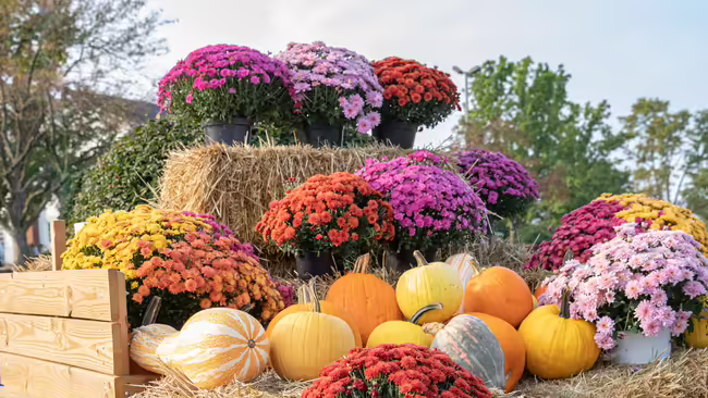 A fall display of mums and pumpkins