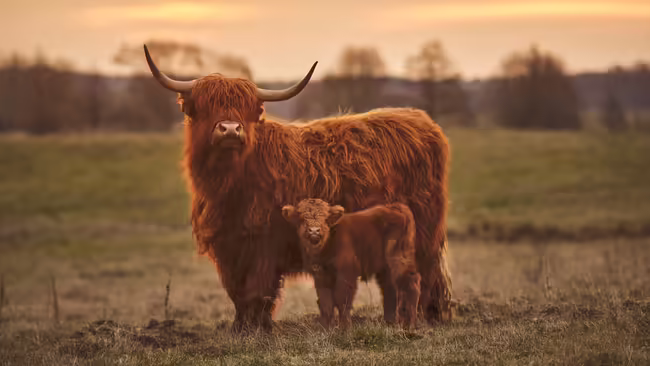 A pair of highland cows.
