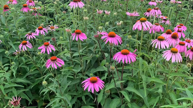 A bush or purple cone flowers.