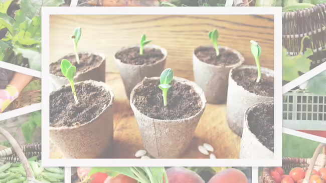 potted seedlings surrounded by other garden related images