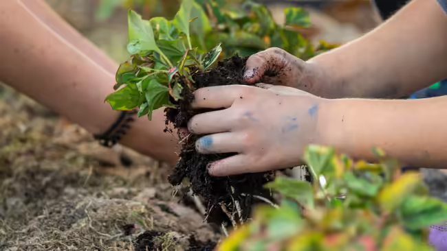 Two individuals using their hands to plant herbs in the ground.
