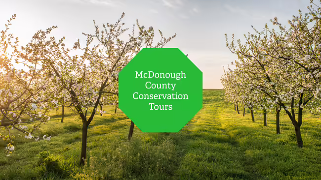 Rows of trees in bloom.