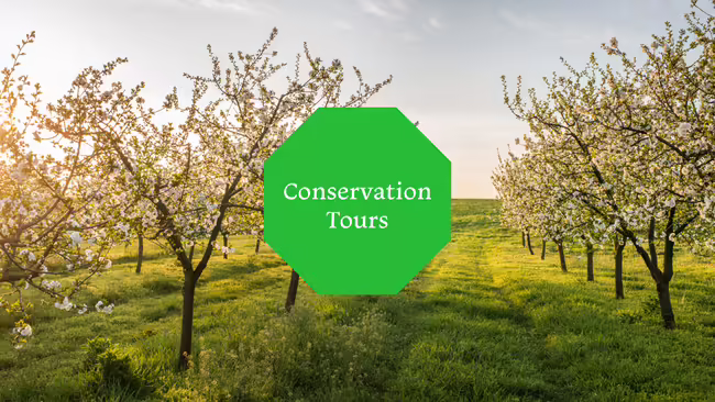 Rows of trees in bloom.