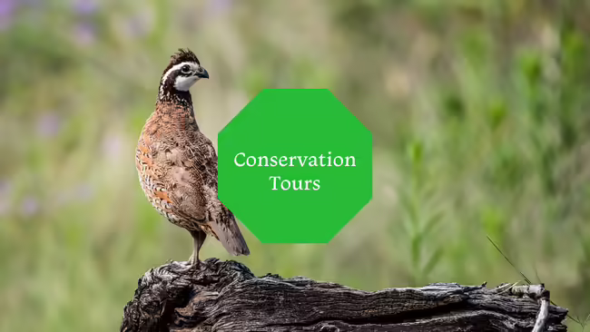 A bobwhite quail standing on a tree stump in the middle of a field of grass.