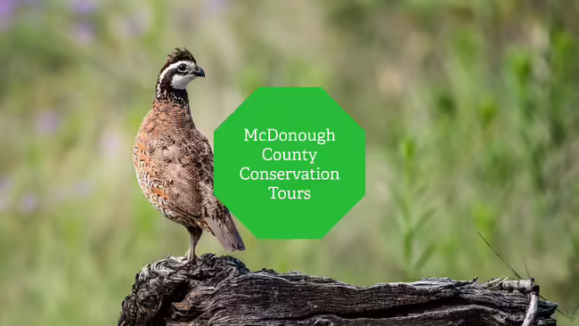 A bobwhite quail standing on a tree stump in the middle of a field of grass.