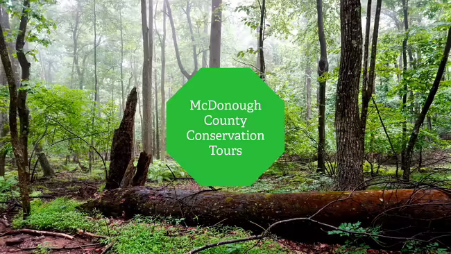 A woodland forest with a fallen "nurse" tree in the foreground.