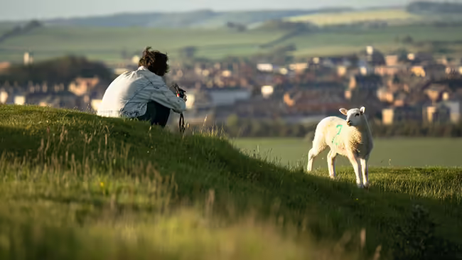 taking a picture of a sheep
