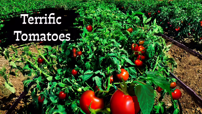 Tomatoes growing on tomato plants