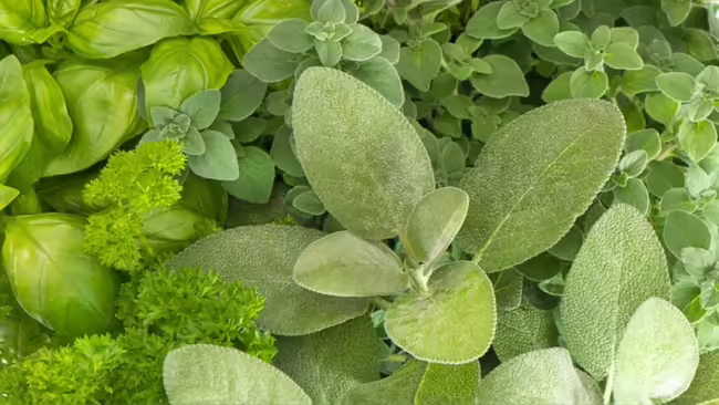A variety of green herbs sitting on display.