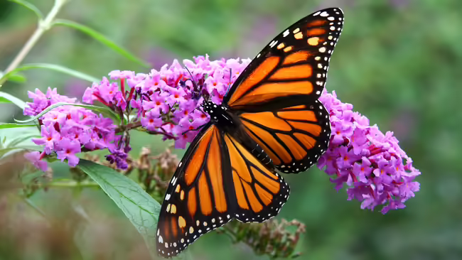 A monarch butterfly on a purple flower.