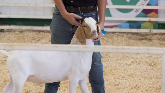A person holding a goat in a show arena