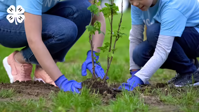 Two people planting a young tree in a grassy area.
