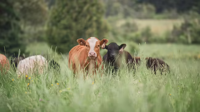 A small herd of beef cattle stand in tall grass in a pasture