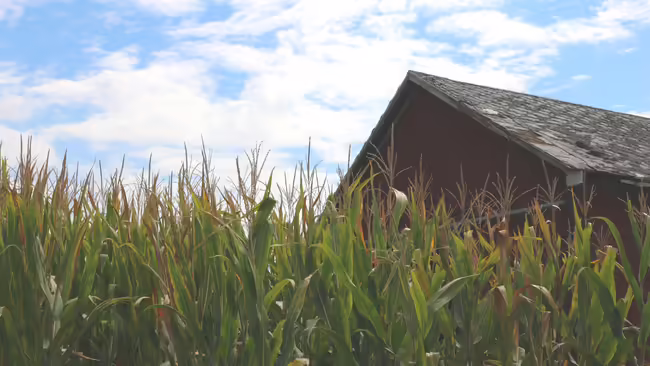 A red barn next to a field of corn under the blue sky.