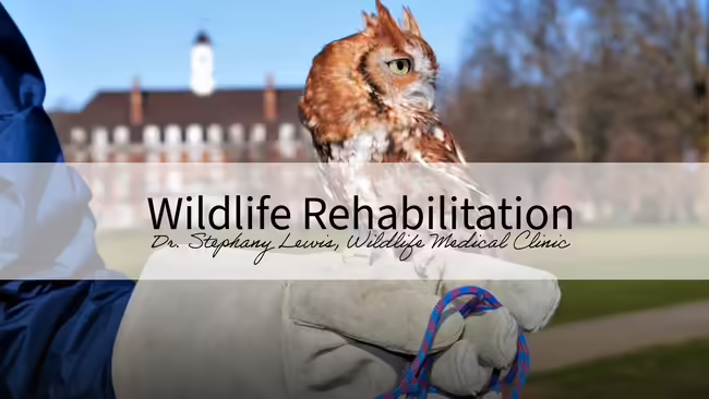 rescued owl perched on handlers gloved hand