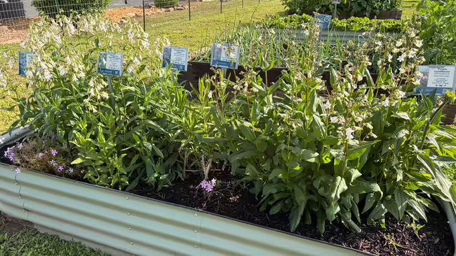 container garden plants