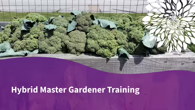 Fresh produce. Hybrid Master Gardener Training