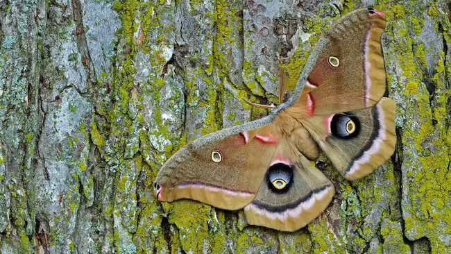 A brown moth laying on a tree trunk.