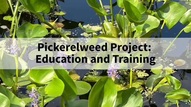 Pickerelweed Project