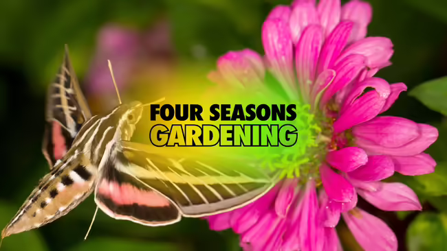 A hummingbird moth collects nectar from a pink zinnia flower with centered text overlay saying Four Seasons Gardening. 