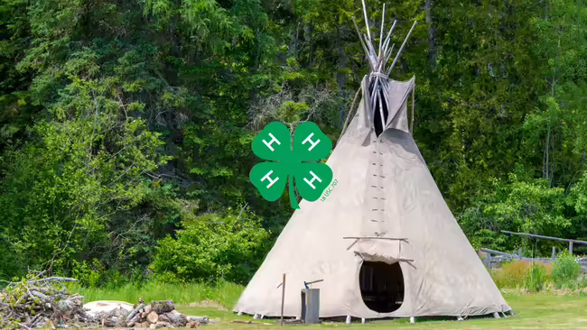 A cream colored teepee next to a pile of logs near a tree line.
