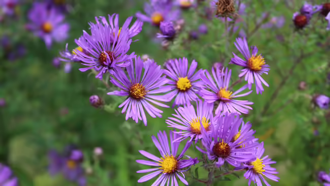 Purple daises.
