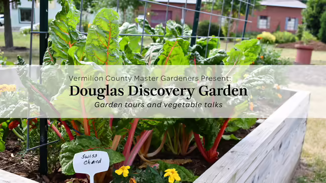 A raised garden bed with swiss chard growing