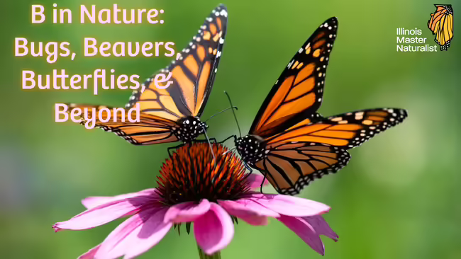 Two monarch butterflies on top of a flower and the Illinois Master Naturalist logo along with the text "B in Nature: Bugs, Beavers, Butterflies, & Beyond"