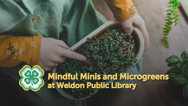 Mindful Minis and Microgreens at Weldon Public Library text overlaying a picture of a youth member touching microgreens
