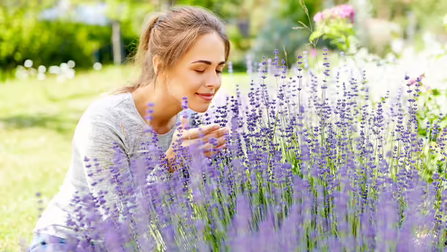 A woman smelling purple lavender flowers in a garden.