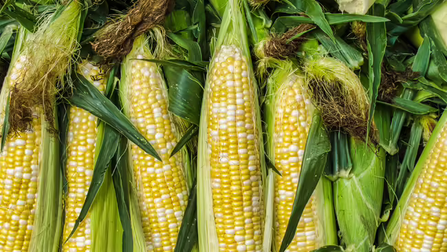 Sweet corn on the husk.