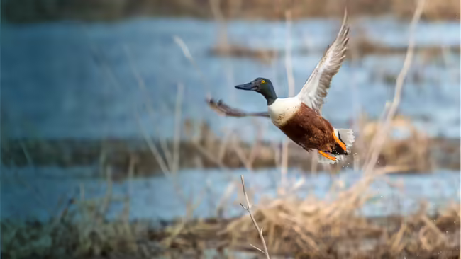 duck in wetland