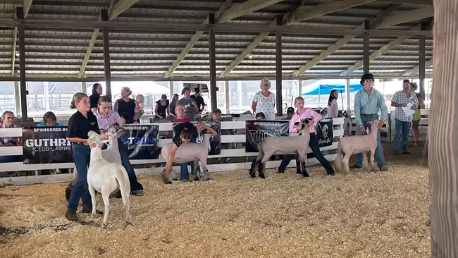 Mercer County 4-H members showing sheep