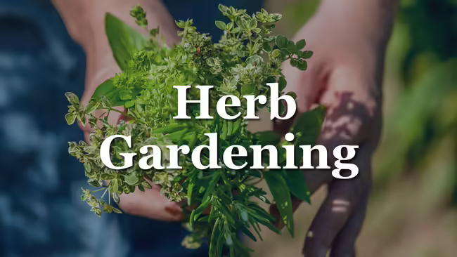 herbs in hands
