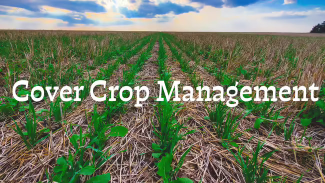 field with cover crops growing through organic matter