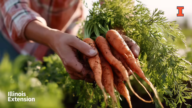 hands holding freshly-harvested carrots in field