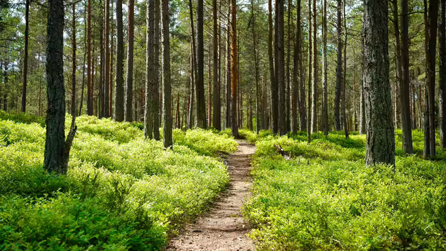 Forest with a path 