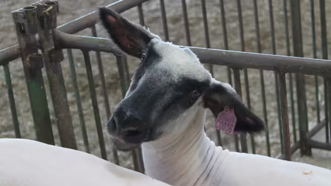 sheep with a black face and white body