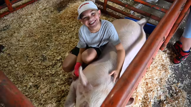 a boy in the pen with a clean pig