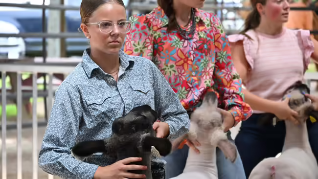 a girl showing sheep