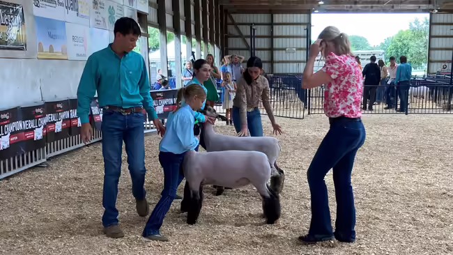 Stark County 4-H members at the sheep show