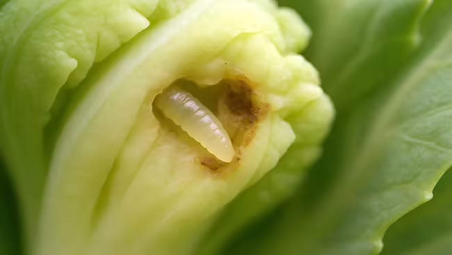 insect larvae in a brassica plant macro photo